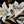 Custom Mosaic